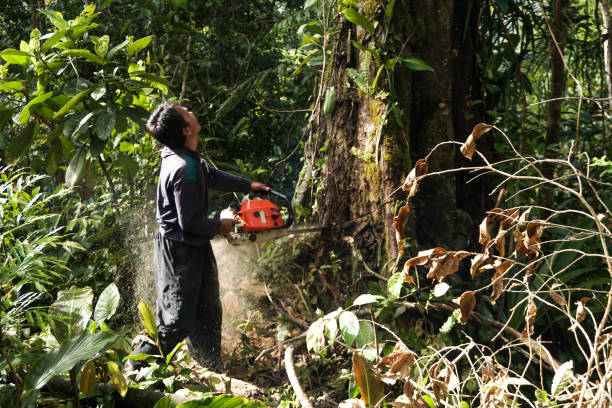 Best Commercial Tree Removal  in USA